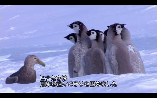 【謎】南極のペンギン、1日に1万回も4秒アレを繰り返していたｗｗｗｗｗ | 【謎】南極のペンギン、1日に1万回も4秒アレを繰り返していたｗｗｗｗｗ | 【謎】南極のペンギン、1日に1万回も4秒アレを繰り返していたｗｗｗｗｗ | 【謎】南極のペンギン、1日に1万回も4秒アレを繰り返していたｗｗｗｗｗ | 【謎】南極のペンギン、1日に1万回も4秒アレを繰り返していたｗｗｗｗｗ | 【謎】南極のペンギン、1日に1万回も4秒アレを繰り返していたｗｗｗｗｗ | 【謎】南極のペンギン、1日に1万回も4秒アレを繰り返していたｗｗｗｗｗ | 【謎】南極のペンギン、1日に1万回も4秒アレを繰り返していたｗｗｗｗｗ | 【謎】南極のペンギン、1日に1万回も4秒アレを繰り返していたｗｗｗｗｗ | やっちまった速報(画像28184426027569_9)