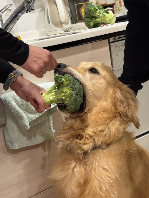 ワイ「ゴールデンレトリバー飼い始めた」お前ら「臭い」「すぐ死ぬ」　ワイ「ほーいw画像を貼るぞー」 | ワイ「ゴールデンレトリバー飼い始めた」お前ら「臭い」「すぐ死ぬ」　ワイ「ほーいw画像を貼るぞー」 | ワイ「ゴールデンレトリバー飼い始めた」お前ら「臭い」「すぐ死ぬ」　ワイ「ほーいw画像を貼るぞー」 | ワイ「ゴールデンレトリバー飼い始めた」お前ら「臭い」「すぐ死ぬ」　ワイ「ほーいw画像を貼るぞー」 | ワイ「ゴールデンレトリバー飼い始めた」お前ら「臭い」「すぐ死ぬ」　ワイ「ほーいw画像を貼るぞー」 | ワイ「ゴールデンレトリバー飼い始めた」お前ら「臭い」「すぐ死ぬ」　ワイ「ほーいw画像を貼るぞー」 | ワイ「ゴールデンレトリバー飼い始めた」お前ら「臭い」「すぐ死ぬ」　ワイ「ほーいw画像を貼るぞー」 | ワイ「ゴールデンレトリバー飼い始めた」お前ら「臭い」「すぐ死ぬ」　ワイ「ほーいw画像を貼るぞー」 | ワイ「ゴールデンレトリバー飼い始めた」お前ら「臭い」「すぐ死ぬ」　ワイ「ほーいw画像を貼るぞー」 | ワイ「ゴールデンレトリバー飼い始めた」お前ら「臭い」「すぐ死ぬ」　ワイ「ほーいw画像を貼るぞー」 | ワイ「ゴールデンレトリバー飼い始めた」お前ら「臭い」「すぐ死ぬ」　ワイ「ほーいw画像を貼るぞー」 | やっちまった速報(画像29014431940886_11)