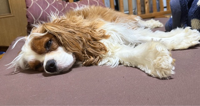 ワイ「ゴールデンレトリバー飼い始めた」お前ら「臭い」「すぐ死ぬ」　ワイ「ほーいw画像を貼るぞー」 | ワイ「ゴールデンレトリバー飼い始めた」お前ら「臭い」「すぐ死ぬ」　ワイ「ほーいw画像を貼るぞー」 | ワイ「ゴールデンレトリバー飼い始めた」お前ら「臭い」「すぐ死ぬ」　ワイ「ほーいw画像を貼るぞー」 | ワイ「ゴールデンレトリバー飼い始めた」お前ら「臭い」「すぐ死ぬ」　ワイ「ほーいw画像を貼るぞー」 | ワイ「ゴールデンレトリバー飼い始めた」お前ら「臭い」「すぐ死ぬ」　ワイ「ほーいw画像を貼るぞー」 | ワイ「ゴールデンレトリバー飼い始めた」お前ら「臭い」「すぐ死ぬ」　ワイ「ほーいw画像を貼るぞー」 | ワイ「ゴールデンレトリバー飼い始めた」お前ら「臭い」「すぐ死ぬ」　ワイ「ほーいw画像を貼るぞー」 | ワイ「ゴールデンレトリバー飼い始めた」お前ら「臭い」「すぐ死ぬ」　ワイ「ほーいw画像を貼るぞー」 | ワイ「ゴールデンレトリバー飼い始めた」お前ら「臭い」「すぐ死ぬ」　ワイ「ほーいw画像を貼るぞー」 | ワイ「ゴールデンレトリバー飼い始めた」お前ら「臭い」「すぐ死ぬ」　ワイ「ほーいw画像を貼るぞー」 | ワイ「ゴールデンレトリバー飼い始めた」お前ら「臭い」「すぐ死ぬ」　ワイ「ほーいw画像を貼るぞー」 | ワイ「ゴールデンレトリバー飼い始めた」お前ら「臭い」「すぐ死ぬ」　ワイ「ほーいw画像を貼るぞー」 | ワイ「ゴールデンレトリバー飼い始めた」お前ら「臭い」「すぐ死ぬ」　ワイ「ほーいw画像を貼るぞー」 | ワイ「ゴールデンレトリバー飼い始めた」お前ら「臭い」「すぐ死ぬ」　ワイ「ほーいw画像を貼るぞー」 | ワイ「ゴールデンレトリバー飼い始めた」お前ら「臭い」「すぐ死ぬ」　ワイ「ほーいw画像を貼るぞー」 | ワイ「ゴールデンレトリバー飼い始めた」お前ら「臭い」「すぐ死ぬ」　ワイ「ほーいw画像を貼るぞー」 | やっちまった速報(画像29014434258567_16)