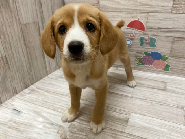 ワイ「ゴールデンレトリバー飼い始めた」お前ら「臭い」「すぐ死ぬ」　ワイ「ほーいw画像を貼るぞー」 | ワイ「ゴールデンレトリバー飼い始めた」お前ら「臭い」「すぐ死ぬ」　ワイ「ほーいw画像を貼るぞー」 | やっちまった速報(画像29014427608356_2)