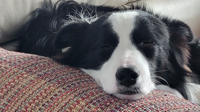 ワイ「ゴールデンレトリバー飼い始めた」お前ら「臭い」「すぐ死ぬ」　ワイ「ほーいw画像を貼るぞー」 | ワイ「ゴールデンレトリバー飼い始めた」お前ら「臭い」「すぐ死ぬ」　ワイ「ほーいw画像を貼るぞー」 | ワイ「ゴールデンレトリバー飼い始めた」お前ら「臭い」「すぐ死ぬ」　ワイ「ほーいw画像を貼るぞー」 | ワイ「ゴールデンレトリバー飼い始めた」お前ら「臭い」「すぐ死ぬ」　ワイ「ほーいw画像を貼るぞー」 | ワイ「ゴールデンレトリバー飼い始めた」お前ら「臭い」「すぐ死ぬ」　ワイ「ほーいw画像を貼るぞー」 | ワイ「ゴールデンレトリバー飼い始めた」お前ら「臭い」「すぐ死ぬ」　ワイ「ほーいw画像を貼るぞー」 | ワイ「ゴールデンレトリバー飼い始めた」お前ら「臭い」「すぐ死ぬ」　ワイ「ほーいw画像を貼るぞー」 | ワイ「ゴールデンレトリバー飼い始めた」お前ら「臭い」「すぐ死ぬ」　ワイ「ほーいw画像を貼るぞー」 | ワイ「ゴールデンレトリバー飼い始めた」お前ら「臭い」「すぐ死ぬ」　ワイ「ほーいw画像を貼るぞー」 | ワイ「ゴールデンレトリバー飼い始めた」お前ら「臭い」「すぐ死ぬ」　ワイ「ほーいw画像を貼るぞー」 | ワイ「ゴールデンレトリバー飼い始めた」お前ら「臭い」「すぐ死ぬ」　ワイ「ほーいw画像を貼るぞー」 | ワイ「ゴールデンレトリバー飼い始めた」お前ら「臭い」「すぐ死ぬ」　ワイ「ほーいw画像を貼るぞー」 | ワイ「ゴールデンレトリバー飼い始めた」お前ら「臭い」「すぐ死ぬ」　ワイ「ほーいw画像を貼るぞー」 | ワイ「ゴールデンレトリバー飼い始めた」お前ら「臭い」「すぐ死ぬ」　ワイ「ほーいw画像を貼るぞー」 | ワイ「ゴールデンレトリバー飼い始めた」お前ら「臭い」「すぐ死ぬ」　ワイ「ほーいw画像を貼るぞー」 | ワイ「ゴールデンレトリバー飼い始めた」お前ら「臭い」「すぐ死ぬ」　ワイ「ほーいw画像を貼るぞー」 | ワイ「ゴールデンレトリバー飼い始めた」お前ら「臭い」「すぐ死ぬ」　ワイ「ほーいw画像を貼るぞー」 | ワイ「ゴールデンレトリバー飼い始めた」お前ら「臭い」「すぐ死ぬ」　ワイ「ほーいw画像を貼るぞー」 | ワイ「ゴールデンレトリバー飼い始めた」お前ら「臭い」「すぐ死ぬ」　ワイ「ほーいw画像を貼るぞー」 | ワイ「ゴールデンレトリバー飼い始めた」お前ら「臭い」「すぐ死ぬ」　ワイ「ほーいw画像を貼るぞー」 | やっちまった速報(画像29014436139843_20)