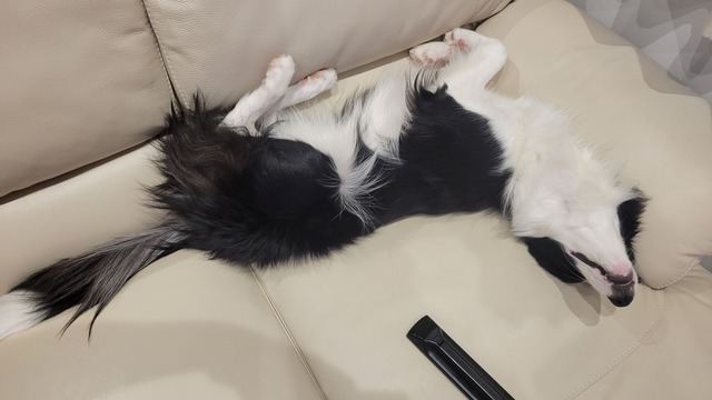 ワイ「ゴールデンレトリバー飼い始めた」お前ら「臭い」「すぐ死ぬ」　ワイ「ほーいw画像を貼るぞー」 | ワイ「ゴールデンレトリバー飼い始めた」お前ら「臭い」「すぐ死ぬ」　ワイ「ほーいw画像を貼るぞー」 | ワイ「ゴールデンレトリバー飼い始めた」お前ら「臭い」「すぐ死ぬ」　ワイ「ほーいw画像を貼るぞー」 | ワイ「ゴールデンレトリバー飼い始めた」お前ら「臭い」「すぐ死ぬ」　ワイ「ほーいw画像を貼るぞー」 | ワイ「ゴールデンレトリバー飼い始めた」お前ら「臭い」「すぐ死ぬ」　ワイ「ほーいw画像を貼るぞー」 | ワイ「ゴールデンレトリバー飼い始めた」お前ら「臭い」「すぐ死ぬ」　ワイ「ほーいw画像を貼るぞー」 | ワイ「ゴールデンレトリバー飼い始めた」お前ら「臭い」「すぐ死ぬ」　ワイ「ほーいw画像を貼るぞー」 | ワイ「ゴールデンレトリバー飼い始めた」お前ら「臭い」「すぐ死ぬ」　ワイ「ほーいw画像を貼るぞー」 | ワイ「ゴールデンレトリバー飼い始めた」お前ら「臭い」「すぐ死ぬ」　ワイ「ほーいw画像を貼るぞー」 | ワイ「ゴールデンレトリバー飼い始めた」お前ら「臭い」「すぐ死ぬ」　ワイ「ほーいw画像を貼るぞー」 | ワイ「ゴールデンレトリバー飼い始めた」お前ら「臭い」「すぐ死ぬ」　ワイ「ほーいw画像を貼るぞー」 | ワイ「ゴールデンレトリバー飼い始めた」お前ら「臭い」「すぐ死ぬ」　ワイ「ほーいw画像を貼るぞー」 | ワイ「ゴールデンレトリバー飼い始めた」お前ら「臭い」「すぐ死ぬ」　ワイ「ほーいw画像を貼るぞー」 | ワイ「ゴールデンレトリバー飼い始めた」お前ら「臭い」「すぐ死ぬ」　ワイ「ほーいw画像を貼るぞー」 | ワイ「ゴールデンレトリバー飼い始めた」お前ら「臭い」「すぐ死ぬ」　ワイ「ほーいw画像を貼るぞー」 | ワイ「ゴールデンレトリバー飼い始めた」お前ら「臭い」「すぐ死ぬ」　ワイ「ほーいw画像を貼るぞー」 | ワイ「ゴールデンレトリバー飼い始めた」お前ら「臭い」「すぐ死ぬ」　ワイ「ほーいw画像を貼るぞー」 | ワイ「ゴールデンレトリバー飼い始めた」お前ら「臭い」「すぐ死ぬ」　ワイ「ほーいw画像を貼るぞー」 | ワイ「ゴールデンレトリバー飼い始めた」お前ら「臭い」「すぐ死ぬ」　ワイ「ほーいw画像を貼るぞー」 | ワイ「ゴールデンレトリバー飼い始めた」お前ら「臭い」「すぐ死ぬ」　ワイ「ほーいw画像を貼るぞー」 | ワイ「ゴールデンレトリバー飼い始めた」お前ら「臭い」「すぐ死ぬ」　ワイ「ほーいw画像を貼るぞー」 | やっちまった速報(画像29014436644448_21)