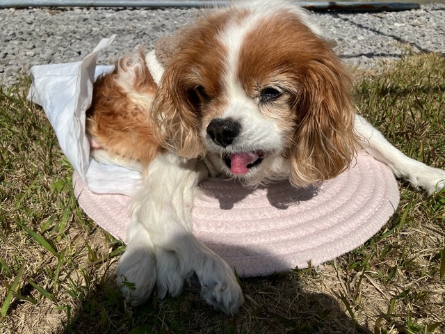 ワイ「ゴールデンレトリバー飼い始めた」お前ら「臭い」「すぐ死ぬ」　ワイ「ほーいw画像を貼るぞー」 | ワイ「ゴールデンレトリバー飼い始めた」お前ら「臭い」「すぐ死ぬ」　ワイ「ほーいw画像を貼るぞー」 | ワイ「ゴールデンレトリバー飼い始めた」お前ら「臭い」「すぐ死ぬ」　ワイ「ほーいw画像を貼るぞー」 | ワイ「ゴールデンレトリバー飼い始めた」お前ら「臭い」「すぐ死ぬ」　ワイ「ほーいw画像を貼るぞー」 | ワイ「ゴールデンレトリバー飼い始めた」お前ら「臭い」「すぐ死ぬ」　ワイ「ほーいw画像を貼るぞー」 | ワイ「ゴールデンレトリバー飼い始めた」お前ら「臭い」「すぐ死ぬ」　ワイ「ほーいw画像を貼るぞー」 | ワイ「ゴールデンレトリバー飼い始めた」お前ら「臭い」「すぐ死ぬ」　ワイ「ほーいw画像を貼るぞー」 | ワイ「ゴールデンレトリバー飼い始めた」お前ら「臭い」「すぐ死ぬ」　ワイ「ほーいw画像を貼るぞー」 | ワイ「ゴールデンレトリバー飼い始めた」お前ら「臭い」「すぐ死ぬ」　ワイ「ほーいw画像を貼るぞー」 | ワイ「ゴールデンレトリバー飼い始めた」お前ら「臭い」「すぐ死ぬ」　ワイ「ほーいw画像を貼るぞー」 | ワイ「ゴールデンレトリバー飼い始めた」お前ら「臭い」「すぐ死ぬ」　ワイ「ほーいw画像を貼るぞー」 | ワイ「ゴールデンレトリバー飼い始めた」お前ら「臭い」「すぐ死ぬ」　ワイ「ほーいw画像を貼るぞー」 | ワイ「ゴールデンレトリバー飼い始めた」お前ら「臭い」「すぐ死ぬ」　ワイ「ほーいw画像を貼るぞー」 | ワイ「ゴールデンレトリバー飼い始めた」お前ら「臭い」「すぐ死ぬ」　ワイ「ほーいw画像を貼るぞー」 | ワイ「ゴールデンレトリバー飼い始めた」お前ら「臭い」「すぐ死ぬ」　ワイ「ほーいw画像を貼るぞー」 | ワイ「ゴールデンレトリバー飼い始めた」お前ら「臭い」「すぐ死ぬ」　ワイ「ほーいw画像を貼るぞー」 | ワイ「ゴールデンレトリバー飼い始めた」お前ら「臭い」「すぐ死ぬ」　ワイ「ほーいw画像を貼るぞー」 | ワイ「ゴールデンレトリバー飼い始めた」お前ら「臭い」「すぐ死ぬ」　ワイ「ほーいw画像を貼るぞー」 | ワイ「ゴールデンレトリバー飼い始めた」お前ら「臭い」「すぐ死ぬ」　ワイ「ほーいw画像を貼るぞー」 | ワイ「ゴールデンレトリバー飼い始めた」お前ら「臭い」「すぐ死ぬ」　ワイ「ほーいw画像を貼るぞー」 | ワイ「ゴールデンレトリバー飼い始めた」お前ら「臭い」「すぐ死ぬ」　ワイ「ほーいw画像を貼るぞー」 | ワイ「ゴールデンレトリバー飼い始めた」お前ら「臭い」「すぐ死ぬ」　ワイ「ほーいw画像を貼るぞー」 | ワイ「ゴールデンレトリバー飼い始めた」お前ら「臭い」「すぐ死ぬ」　ワイ「ほーいw画像を貼るぞー」 | ワイ「ゴールデンレトリバー飼い始めた」お前ら「臭い」「すぐ死ぬ」　ワイ「ほーいw画像を貼るぞー」 | ワイ「ゴールデンレトリバー飼い始めた」お前ら「臭い」「すぐ死ぬ」　ワイ「ほーいw画像を貼るぞー」 | やっちまった速報(画像29014438640400_25)