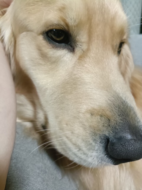 ワイ「ゴールデンレトリバー飼い始めた」お前ら「臭い」「すぐ死ぬ」　ワイ「ほーいw画像を貼るぞー」 | ワイ「ゴールデンレトリバー飼い始めた」お前ら「臭い」「すぐ死ぬ」　ワイ「ほーいw画像を貼るぞー」 | ワイ「ゴールデンレトリバー飼い始めた」お前ら「臭い」「すぐ死ぬ」　ワイ「ほーいw画像を貼るぞー」 | やっちまった速報(画像29014428137956_3)