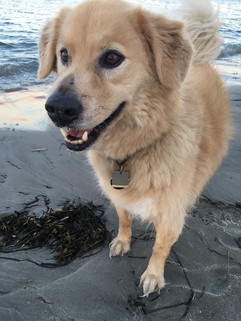 ワイ「ゴールデンレトリバー飼い始めた」お前ら「臭い」「すぐ死ぬ」　ワイ「ほーいw画像を貼るぞー」 | ワイ「ゴールデンレトリバー飼い始めた」お前ら「臭い」「すぐ死ぬ」　ワイ「ほーいw画像を貼るぞー」 | ワイ「ゴールデンレトリバー飼い始めた」お前ら「臭い」「すぐ死ぬ」　ワイ「ほーいw画像を貼るぞー」 | ワイ「ゴールデンレトリバー飼い始めた」お前ら「臭い」「すぐ死ぬ」　ワイ「ほーいw画像を貼るぞー」 | やっちまった速報(画像29014428597107_4)