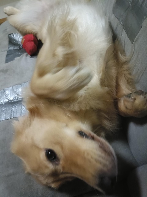 ワイ「ゴールデンレトリバー飼い始めた」お前ら「臭い」「すぐ死ぬ」　ワイ「ほーいw画像を貼るぞー」 | ワイ「ゴールデンレトリバー飼い始めた」お前ら「臭い」「すぐ死ぬ」　ワイ「ほーいw画像を貼るぞー」 | ワイ「ゴールデンレトリバー飼い始めた」お前ら「臭い」「すぐ死ぬ」　ワイ「ほーいw画像を貼るぞー」 | ワイ「ゴールデンレトリバー飼い始めた」お前ら「臭い」「すぐ死ぬ」　ワイ「ほーいw画像を貼るぞー」 | ワイ「ゴールデンレトリバー飼い始めた」お前ら「臭い」「すぐ死ぬ」　ワイ「ほーいw画像を貼るぞー」 | やっちまった速報(画像29014429048902_5)