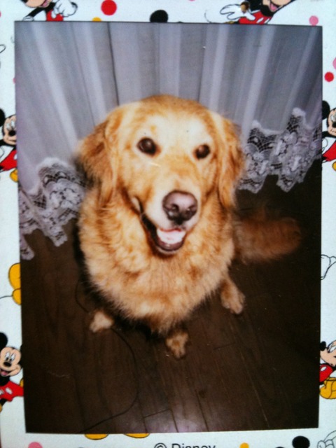 ワイ「ゴールデンレトリバー飼い始めた」お前ら「臭い」「すぐ死ぬ」　ワイ「ほーいw画像を貼るぞー」 | ワイ「ゴールデンレトリバー飼い始めた」お前ら「臭い」「すぐ死ぬ」　ワイ「ほーいw画像を貼るぞー」 | ワイ「ゴールデンレトリバー飼い始めた」お前ら「臭い」「すぐ死ぬ」　ワイ「ほーいw画像を貼るぞー」 | ワイ「ゴールデンレトリバー飼い始めた」お前ら「臭い」「すぐ死ぬ」　ワイ「ほーいw画像を貼るぞー」 | ワイ「ゴールデンレトリバー飼い始めた」お前ら「臭い」「すぐ死ぬ」　ワイ「ほーいw画像を貼るぞー」 | ワイ「ゴールデンレトリバー飼い始めた」お前ら「臭い」「すぐ死ぬ」　ワイ「ほーいw画像を貼るぞー」 | ワイ「ゴールデンレトリバー飼い始めた」お前ら「臭い」「すぐ死ぬ」　ワイ「ほーいw画像を貼るぞー」 | ワイ「ゴールデンレトリバー飼い始めた」お前ら「臭い」「すぐ死ぬ」　ワイ「ほーいw画像を貼るぞー」 | やっちまった速報(画像29014430497045_8)