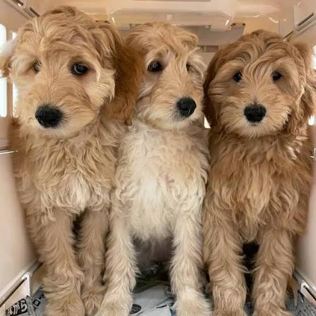 ワイ「ゴールデンレトリバー飼い始めた」お前ら「臭い」「すぐ死ぬ」　ワイ「ほーいw画像を貼るぞー」 | ワイ「ゴールデンレトリバー飼い始めた」お前ら「臭い」「すぐ死ぬ」　ワイ「ほーいw画像を貼るぞー」 | ワイ「ゴールデンレトリバー飼い始めた」お前ら「臭い」「すぐ死ぬ」　ワイ「ほーいw画像を貼るぞー」 | ワイ「ゴールデンレトリバー飼い始めた」お前ら「臭い」「すぐ死ぬ」　ワイ「ほーいw画像を貼るぞー」 | ワイ「ゴールデンレトリバー飼い始めた」お前ら「臭い」「すぐ死ぬ」　ワイ「ほーいw画像を貼るぞー」 | ワイ「ゴールデンレトリバー飼い始めた」お前ら「臭い」「すぐ死ぬ」　ワイ「ほーいw画像を貼るぞー」 | ワイ「ゴールデンレトリバー飼い始めた」お前ら「臭い」「すぐ死ぬ」　ワイ「ほーいw画像を貼るぞー」 | ワイ「ゴールデンレトリバー飼い始めた」お前ら「臭い」「すぐ死ぬ」　ワイ「ほーいw画像を貼るぞー」 | ワイ「ゴールデンレトリバー飼い始めた」お前ら「臭い」「すぐ死ぬ」　ワイ「ほーいw画像を貼るぞー」 | やっちまった速報(画像29014430962603_9)