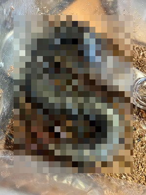 【新台】高尾「P織田信奈の野望 入るんスタート」ティザーPVが公開！命クギ革命、ヘソ釘無しパチンコ登場！
 | やっちまった速報(最新記事2)