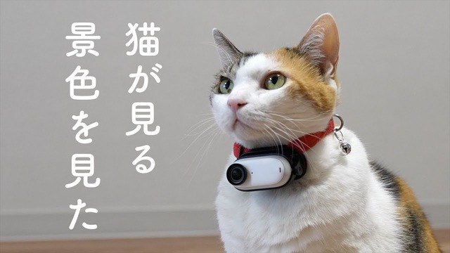 【訃報】GoProさん物凄い勢いで終わる（お前らの想像の５倍終わる…) | 【訃報】GoProさん物凄い勢いで終わる（お前らの想像の５倍終わる…) | 【訃報】GoProさん物凄い勢いで終わる（お前らの想像の５倍終わる…) | 【訃報】GoProさん物凄い勢いで終わる（お前らの想像の５倍終わる…) | 【訃報】GoProさん物凄い勢いで終わる（お前らの想像の５倍終わる…) | 【訃報】GoProさん物凄い勢いで終わる（お前らの想像の５倍終わる…) | やっちまった速報(画像16032334074136_6)