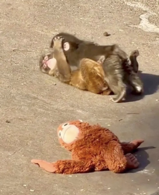 【悲報】中国、アメリカにパンダを貸与する事が決定するｗｗｗｗｗｗｗｗ | 【悲報】中国、アメリカにパンダを貸与する事が決定するｗｗｗｗｗｗｗｗ | 【悲報】中国、アメリカにパンダを貸与する事が決定するｗｗｗｗｗｗｗｗ | 【悲報】中国、アメリカにパンダを貸与する事が決定するｗｗｗｗｗｗｗｗ | 【悲報】中国、アメリカにパンダを貸与する事が決定するｗｗｗｗｗｗｗｗ | 【悲報】中国、アメリカにパンダを貸与する事が決定するｗｗｗｗｗｗｗｗ | 【悲報】中国、アメリカにパンダを貸与する事が決定するｗｗｗｗｗｗｗｗ | 【悲報】中国、アメリカにパンダを貸与する事が決定するｗｗｗｗｗｗｗｗ | 【悲報】中国、アメリカにパンダを貸与する事が決定するｗｗｗｗｗｗｗｗ | 【悲報】中国、アメリカにパンダを貸与する事が決定するｗｗｗｗｗｗｗｗ | 【悲報】中国、アメリカにパンダを貸与する事が決定するｗｗｗｗｗｗｗｗ | 【悲報】中国、アメリカにパンダを貸与する事が決定するｗｗｗｗｗｗｗｗ | やっちまった速報(画像25122457465938_12)