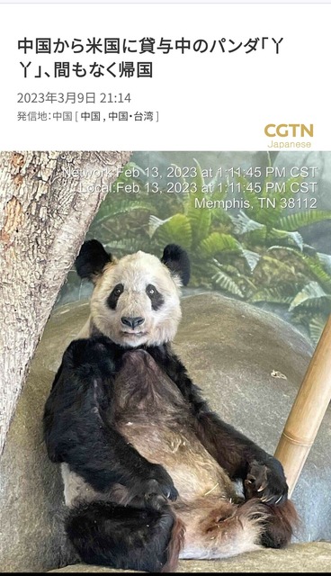 【悲報】中国、アメリカにパンダを貸与する事が決定するｗｗｗｗｗｗｗｗ | 【悲報】中国、アメリカにパンダを貸与する事が決定するｗｗｗｗｗｗｗｗ | 【悲報】中国、アメリカにパンダを貸与する事が決定するｗｗｗｗｗｗｗｗ | 【悲報】中国、アメリカにパンダを貸与する事が決定するｗｗｗｗｗｗｗｗ | 【悲報】中国、アメリカにパンダを貸与する事が決定するｗｗｗｗｗｗｗｗ | 【悲報】中国、アメリカにパンダを貸与する事が決定するｗｗｗｗｗｗｗｗ | 【悲報】中国、アメリカにパンダを貸与する事が決定するｗｗｗｗｗｗｗｗ | 【悲報】中国、アメリカにパンダを貸与する事が決定するｗｗｗｗｗｗｗｗ | やっちまった速報(画像25122455690443_8)
