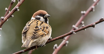 【悲報】すずめとかいう激可愛鳥、ガチで絶滅危惧種並に減るスピードが早いらしい… | やっちまった速報(画像24080810559326_1) 【悲報】すずめとかいう激可愛鳥、ガチで絶滅危惧種並に減るスピードが早いらしい… | やっちまった速報(画像24080810559326_1)