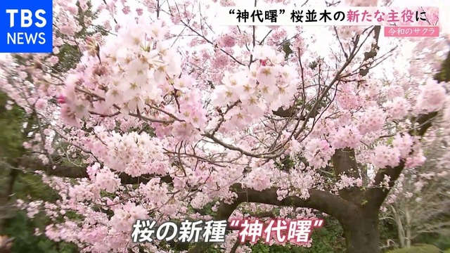 日本政府「街路樹の管理めんどい」→50万本以上の街路樹が消滅　日本の夏が暑い理由 | 日本政府「街路樹の管理めんどい」→50万本以上の街路樹が消滅　日本の夏が暑い理由 | やっちまった速報(画像25090811082929_2)