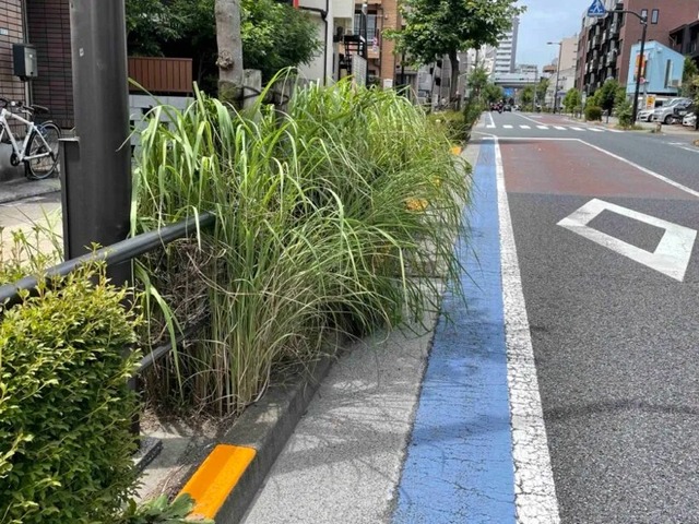 日本政府「街路樹の管理めんどい」→50万本以上の街路樹が消滅　日本の夏が暑い理由 | 日本政府「街路樹の管理めんどい」→50万本以上の街路樹が消滅　日本の夏が暑い理由 | 日本政府「街路樹の管理めんどい」→50万本以上の街路樹が消滅　日本の夏が暑い理由 | 日本政府「街路樹の管理めんどい」→50万本以上の街路樹が消滅　日本の夏が暑い理由 | やっちまった速報(画像25090811749534_4)