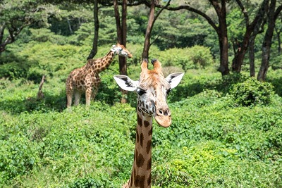 【懐かし報】平成一桁ジジババ歓喜！社会現象を巻き起こしたあの飲料が復活wwwwwwwwwwww
 | やっちまった速報(最新記事1)