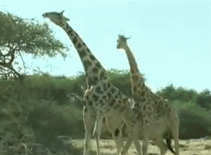【動画】キリンのガキが可愛い、想像の2.5倍可愛いｗｗｗｗｗｗ | 【動画】キリンのガキが可愛い、想像の2.5倍可愛いｗｗｗｗｗｗ | やっちまった速報(画像02055851331336_2)