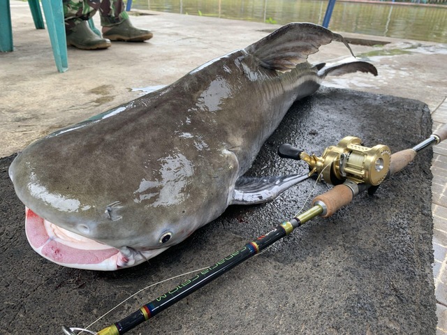 【悲報】「イズミダイ」とかいう謎の寿司ネタを食べたワイ、真実を知り吐く🤮 | 【悲報】「イズミダイ」とかいう謎の寿司ネタを食べたワイ、真実を知り吐く🤮 | 【悲報】「イズミダイ」とかいう謎の寿司ネタを食べたワイ、真実を知り吐く🤮 | 【悲報】「イズミダイ」とかいう謎の寿司ネタを食べたワイ、真実を知り吐く🤮 | 【悲報】「イズミダイ」とかいう謎の寿司ネタを食べたワイ、真実を知り吐く🤮 | やっちまった速報(画像02075826292048_5)
