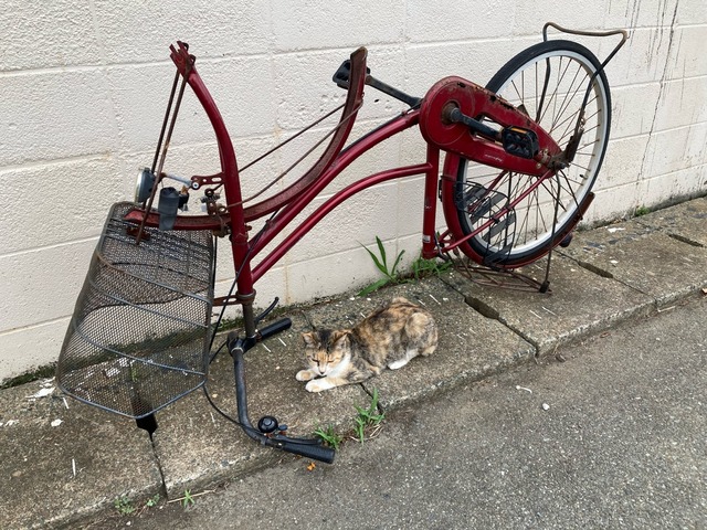 【画像】この間猫島行ってきたw | 【画像】この間猫島行ってきたw | 【画像】この間猫島行ってきたw | 【画像】この間猫島行ってきたw | 【画像】この間猫島行ってきたw | 【画像】この間猫島行ってきたw | 【画像】この間猫島行ってきたw | 【画像】この間猫島行ってきたw | 【画像】この間猫島行ってきたw | 【画像】この間猫島行ってきたw | 【画像】この間猫島行ってきたw | やっちまった速報(画像07044904448936_11) 【画像】この間猫島行ってきたw | 【画像】この間猫島行ってきたw | 【画像】この間猫島行ってきたw | 【画像】この間猫島行ってきたw | 【画像】この間猫島行ってきたw | 【画像】この間猫島行ってきたw | 【画像】この間猫島行ってきたw | 【画像】この間猫島行ってきたw | 【画像】この間猫島行ってきたw | 【画像】この間猫島行ってきたw | 【画像】この間猫島行ってきたw | やっちまった速報(画像07044904448936_11)