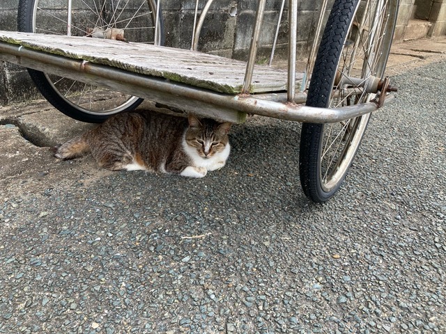 【画像】この間猫島行ってきたw | 【画像】この間猫島行ってきたw | 【画像】この間猫島行ってきたw | 【画像】この間猫島行ってきたw | 【画像】この間猫島行ってきたw | 【画像】この間猫島行ってきたw | 【画像】この間猫島行ってきたw | 【画像】この間猫島行ってきたw | 【画像】この間猫島行ってきたw | 【画像】この間猫島行ってきたw | 【画像】この間猫島行ってきたw | 【画像】この間猫島行ってきたw | 【画像】この間猫島行ってきたw | やっちまった速報(画像07044905190728_13) 【画像】この間猫島行ってきたw | 【画像】この間猫島行ってきたw | 【画像】この間猫島行ってきたw | 【画像】この間猫島行ってきたw | 【画像】この間猫島行ってきたw | 【画像】この間猫島行ってきたw | 【画像】この間猫島行ってきたw | 【画像】この間猫島行ってきたw | 【画像】この間猫島行ってきたw | 【画像】この間猫島行ってきたw | 【画像】この間猫島行ってきたw | 【画像】この間猫島行ってきたw | 【画像】この間猫島行ってきたw | やっちまった速報(画像07044905190728_13)