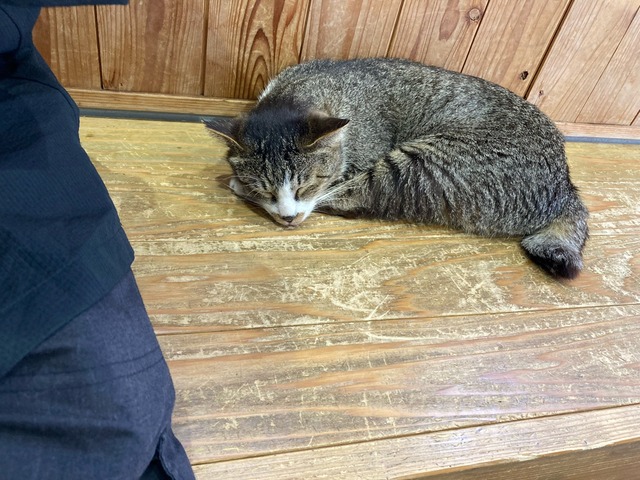 【画像】この間猫島行ってきたw | 【画像】この間猫島行ってきたw | やっちまった速報(画像07044901431330_2) 【画像】この間猫島行ってきたw | 【画像】この間猫島行ってきたw | やっちまった速報(画像07044901431330_2)