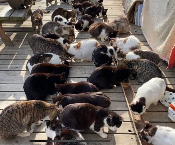 【画像】この間猫島行ってきたw | 【画像】この間猫島行ってきたw | 【画像】この間猫島行ってきたw | 【画像】この間猫島行ってきたw | 【画像】この間猫島行ってきたw | 【画像】この間猫島行ってきたw | 【画像】この間猫島行ってきたw | 【画像】この間猫島行ってきたw | 【画像】この間猫島行ってきたw | 【画像】この間猫島行ってきたw | 【画像】この間猫島行ってきたw | 【画像】この間猫島行ってきたw | 【画像】この間猫島行ってきたw | 【画像】この間猫島行ってきたw | 【画像】この間猫島行ってきたw | 【画像】この間猫島行ってきたw | 【画像】この間猫島行ってきたw | 【画像】この間猫島行ってきたw | 【画像】この間猫島行ってきたw | 【画像】この間猫島行ってきたw | 【画像】この間猫島行ってきたw | 【画像】この間猫島行ってきたw | 【画像】この間猫島行ってきたw | 【画像】この間猫島行ってきたw | 【画像】この間猫島行ってきたw | 【画像】この間猫島行ってきたw | 【画像】この間猫島行ってきたw | 【画像】この間猫島行ってきたw | 【画像】この間猫島行ってきたw | 【画像】この間猫島行ってきたw | 【画像】この間猫島行ってきたw | 【画像】この間猫島行ってきたw | 【画像】この間猫島行ってきたw | 【画像】この間猫島行ってきたw | 【画像】この間猫島行ってきたw | 【画像】この間猫島行ってきたw | 【画像】この間猫島行ってきたw | 【画像】この間猫島行ってきたw | 【画像】この間猫島行ってきたw | 【画像】この間猫島行ってきたw | 【画像】この間猫島行ってきたw | 【画像】この間猫島行ってきたw | 【画像】この間猫島行ってきたw | やっちまった速報(画像07044915511620_43) 【画像】この間猫島行ってきたw | 【画像】この間猫島行ってきたw | 【画像】この間猫島行ってきたw | 【画像】この間猫島行ってきたw | 【画像】この間猫島行ってきたw | 【画像】この間猫島行ってきたw | 【画像】この間猫島行ってきたw | 【画像】この間猫島行ってきたw | 【画像】この間猫島行ってきたw | 【画像】この間猫島行ってきたw | 【画像】この間猫島行ってきたw | 【画像】この間猫島行ってきたw | 【画像】この間猫島行ってきたw | 【画像】この間猫島行ってきたw | 【画像】この間猫島行ってきたw | 【画像】この間猫島行ってきたw | 【画像】この間猫島行ってきたw | 【画像】この間猫島行ってきたw | 【画像】この間猫島行ってきたw | 【画像】この間猫島行ってきたw | 【画像】この間猫島行ってきたw | 【画像】この間猫島行ってきたw | 【画像】この間猫島行ってきたw | 【画像】この間猫島行ってきたw | 【画像】この間猫島行ってきたw | 【画像】この間猫島行ってきたw | 【画像】この間猫島行ってきたw | 【画像】この間猫島行ってきたw | 【画像】この間猫島行ってきたw | 【画像】この間猫島行ってきたw | 【画像】この間猫島行ってきたw | 【画像】この間猫島行ってきたw | 【画像】この間猫島行ってきたw | 【画像】この間猫島行ってきたw | 【画像】この間猫島行ってきたw | 【画像】この間猫島行ってきたw | 【画像】この間猫島行ってきたw | 【画像】この間猫島行ってきたw | 【画像】この間猫島行ってきたw | 【画像】この間猫島行ってきたw | 【画像】この間猫島行ってきたw | 【画像】この間猫島行ってきたw | 【画像】この間猫島行ってきたw | やっちまった速報(画像07044915511620_43)