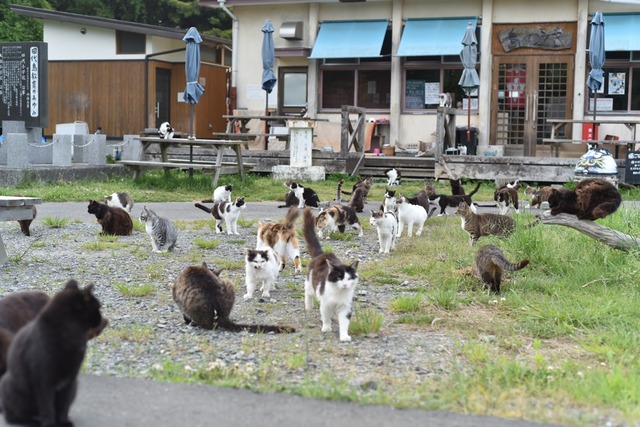 【画像】この間猫島行ってきたw | 【画像】この間猫島行ってきたw | 【画像】この間猫島行ってきたw | 【画像】この間猫島行ってきたw | 【画像】この間猫島行ってきたw | 【画像】この間猫島行ってきたw | 【画像】この間猫島行ってきたw | 【画像】この間猫島行ってきたw | 【画像】この間猫島行ってきたw | 【画像】この間猫島行ってきたw | 【画像】この間猫島行ってきたw | 【画像】この間猫島行ってきたw | 【画像】この間猫島行ってきたw | 【画像】この間猫島行ってきたw | 【画像】この間猫島行ってきたw | 【画像】この間猫島行ってきたw | 【画像】この間猫島行ってきたw | 【画像】この間猫島行ってきたw | 【画像】この間猫島行ってきたw | 【画像】この間猫島行ってきたw | 【画像】この間猫島行ってきたw | 【画像】この間猫島行ってきたw | 【画像】この間猫島行ってきたw | 【画像】この間猫島行ってきたw | 【画像】この間猫島行ってきたw | 【画像】この間猫島行ってきたw | 【画像】この間猫島行ってきたw | 【画像】この間猫島行ってきたw | 【画像】この間猫島行ってきたw | 【画像】この間猫島行ってきたw | 【画像】この間猫島行ってきたw | 【画像】この間猫島行ってきたw | 【画像】この間猫島行ってきたw | 【画像】この間猫島行ってきたw | 【画像】この間猫島行ってきたw | 【画像】この間猫島行ってきたw | 【画像】この間猫島行ってきたw | 【画像】この間猫島行ってきたw | 【画像】この間猫島行ってきたw | 【画像】この間猫島行ってきたw | 【画像】この間猫島行ってきたw | 【画像】この間猫島行ってきたw | 【画像】この間猫島行ってきたw | 【画像】この間猫島行ってきたw | やっちまった速報(画像07044915827729_44) 【画像】この間猫島行ってきたw | 【画像】この間猫島行ってきたw | 【画像】この間猫島行ってきたw | 【画像】この間猫島行ってきたw | 【画像】この間猫島行ってきたw | 【画像】この間猫島行ってきたw | 【画像】この間猫島行ってきたw | 【画像】この間猫島行ってきたw | 【画像】この間猫島行ってきたw | 【画像】この間猫島行ってきたw | 【画像】この間猫島行ってきたw | 【画像】この間猫島行ってきたw | 【画像】この間猫島行ってきたw | 【画像】この間猫島行ってきたw | 【画像】この間猫島行ってきたw | 【画像】この間猫島行ってきたw | 【画像】この間猫島行ってきたw | 【画像】この間猫島行ってきたw | 【画像】この間猫島行ってきたw | 【画像】この間猫島行ってきたw | 【画像】この間猫島行ってきたw | 【画像】この間猫島行ってきたw | 【画像】この間猫島行ってきたw | 【画像】この間猫島行ってきたw | 【画像】この間猫島行ってきたw | 【画像】この間猫島行ってきたw | 【画像】この間猫島行ってきたw | 【画像】この間猫島行ってきたw | 【画像】この間猫島行ってきたw | 【画像】この間猫島行ってきたw | 【画像】この間猫島行ってきたw | 【画像】この間猫島行ってきたw | 【画像】この間猫島行ってきたw | 【画像】この間猫島行ってきたw | 【画像】この間猫島行ってきたw | 【画像】この間猫島行ってきたw | 【画像】この間猫島行ってきたw | 【画像】この間猫島行ってきたw | 【画像】この間猫島行ってきたw | 【画像】この間猫島行ってきたw | 【画像】この間猫島行ってきたw | 【画像】この間猫島行ってきたw | 【画像】この間猫島行ってきたw | 【画像】この間猫島行ってきたw | やっちまった速報(画像07044915827729_44)