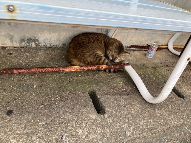 【画像】この間猫島行ってきたw | 【画像】この間猫島行ってきたw | 【画像】この間猫島行ってきたw | 【画像】この間猫島行ってきたw | 【画像】この間猫島行ってきたw | 【画像】この間猫島行ってきたw | やっちまった速報(画像07044902674019_6) 【画像】この間猫島行ってきたw | 【画像】この間猫島行ってきたw | 【画像】この間猫島行ってきたw | 【画像】この間猫島行ってきたw | 【画像】この間猫島行ってきたw | 【画像】この間猫島行ってきたw | やっちまった速報(画像07044902674019_6)