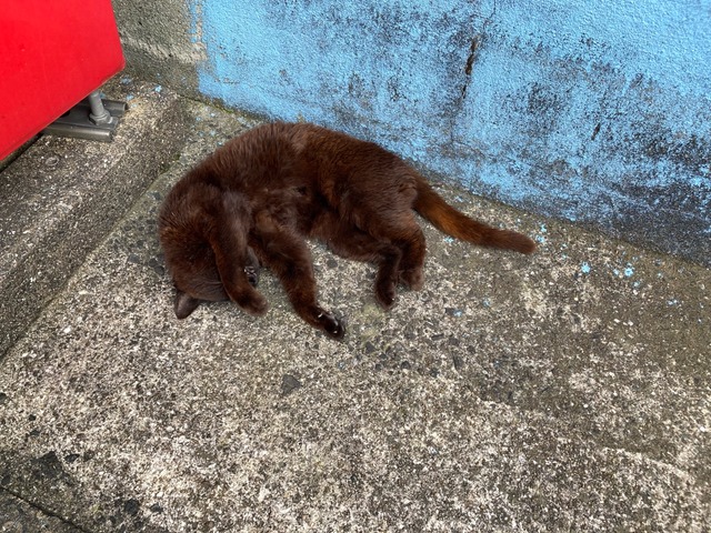 【画像】この間猫島行ってきたw | 【画像】この間猫島行ってきたw | 【画像】この間猫島行ってきたw | 【画像】この間猫島行ってきたw | 【画像】この間猫島行ってきたw | 【画像】この間猫島行ってきたw | 【画像】この間猫島行ってきたw | 【画像】この間猫島行ってきたw | やっちまった速報(画像07044903356299_8) 【画像】この間猫島行ってきたw | 【画像】この間猫島行ってきたw | 【画像】この間猫島行ってきたw | 【画像】この間猫島行ってきたw | 【画像】この間猫島行ってきたw | 【画像】この間猫島行ってきたw | 【画像】この間猫島行ってきたw | 【画像】この間猫島行ってきたw | やっちまった速報(画像07044903356299_8)