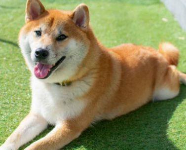 ペット業界「なんでみんな犬を飼ってくれないの!」 | やっちまった速報(画像15092902942724_1) ペット業界「なんでみんな犬を飼ってくれないの!」 | やっちまった速報(画像15092902942724_1)
