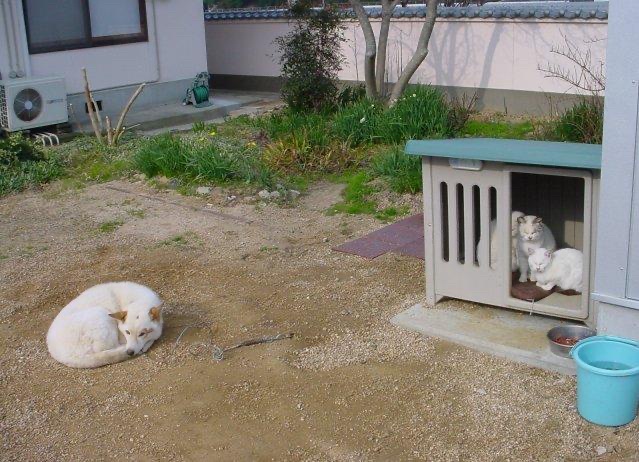 【画像】イッヌが並んで寝てる画像、ガチでかわいいｗｗｗ | 【画像】イッヌが並んで寝てる画像、ガチでかわいいｗｗｗ | 【画像】イッヌが並んで寝てる画像、ガチでかわいいｗｗｗ | 【画像】イッヌが並んで寝てる画像、ガチでかわいいｗｗｗ | 【画像】イッヌが並んで寝てる画像、ガチでかわいいｗｗｗ | 【画像】イッヌが並んで寝てる画像、ガチでかわいいｗｗｗ | 【画像】イッヌが並んで寝てる画像、ガチでかわいいｗｗｗ | 【画像】イッヌが並んで寝てる画像、ガチでかわいいｗｗｗ | 【画像】イッヌが並んで寝てる画像、ガチでかわいいｗｗｗ | 【画像】イッヌが並んで寝てる画像、ガチでかわいいｗｗｗ | 【画像】イッヌが並んで寝てる画像、ガチでかわいいｗｗｗ | 【画像】イッヌが並んで寝てる画像、ガチでかわいいｗｗｗ | 【画像】イッヌが並んで寝てる画像、ガチでかわいいｗｗｗ | やっちまった速報(画像27075317955063_13)
