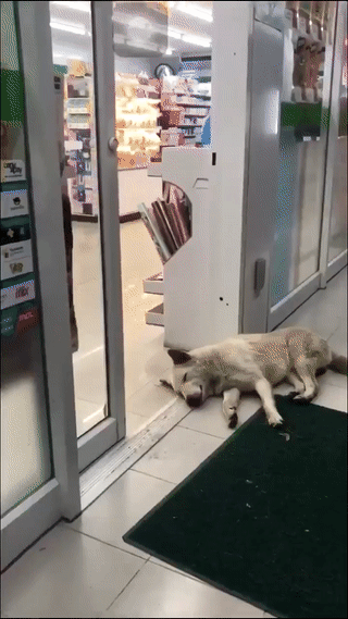 【画像】イッヌが並んで寝てる画像、ガチでかわいいｗｗｗ | 【画像】イッヌが並んで寝てる画像、ガチでかわいいｗｗｗ | 【画像】イッヌが並んで寝てる画像、ガチでかわいいｗｗｗ | 【画像】イッヌが並んで寝てる画像、ガチでかわいいｗｗｗ | 【画像】イッヌが並んで寝てる画像、ガチでかわいいｗｗｗ | 【画像】イッヌが並んで寝てる画像、ガチでかわいいｗｗｗ | 【画像】イッヌが並んで寝てる画像、ガチでかわいいｗｗｗ | 【画像】イッヌが並んで寝てる画像、ガチでかわいいｗｗｗ | 【画像】イッヌが並んで寝てる画像、ガチでかわいいｗｗｗ | 【画像】イッヌが並んで寝てる画像、ガチでかわいいｗｗｗ | 【画像】イッヌが並んで寝てる画像、ガチでかわいいｗｗｗ | 【画像】イッヌが並んで寝てる画像、ガチでかわいいｗｗｗ | 【画像】イッヌが並んで寝てる画像、ガチでかわいいｗｗｗ | 【画像】イッヌが並んで寝てる画像、ガチでかわいいｗｗｗ | 【画像】イッヌが並んで寝てる画像、ガチでかわいいｗｗｗ | 【画像】イッヌが並んで寝てる画像、ガチでかわいいｗｗｗ | 【画像】イッヌが並んで寝てる画像、ガチでかわいいｗｗｗ | 【画像】イッヌが並んで寝てる画像、ガチでかわいいｗｗｗ | 【画像】イッヌが並んで寝てる画像、ガチでかわいいｗｗｗ | やっちまった速報(画像27075321180257_19)