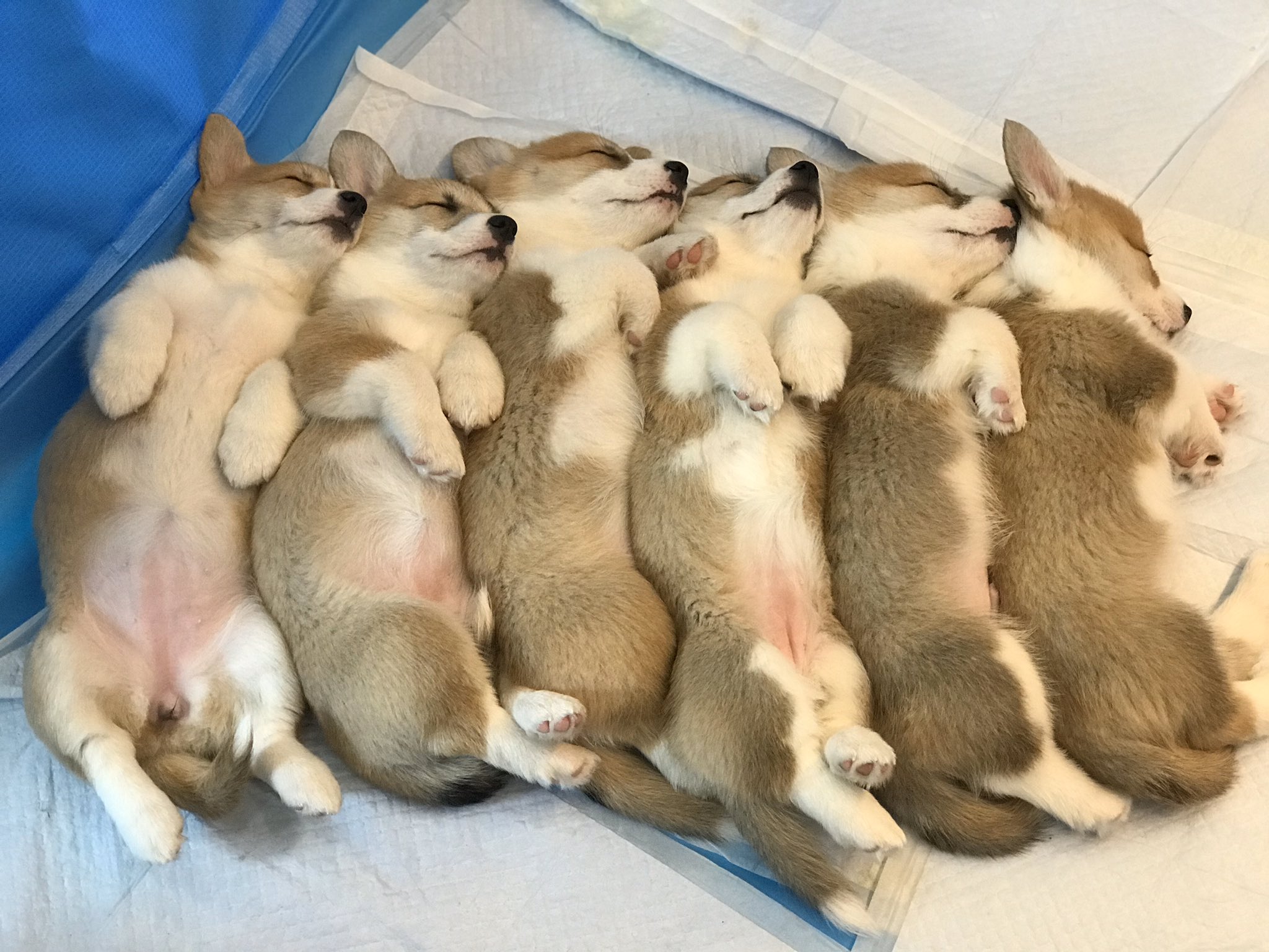 【画像】イッヌが並んで寝てる画像、ガチでかわいいｗｗｗ | 【画像】イッヌが並んで寝てる画像、ガチでかわいいｗｗｗ | やっちまった速報(画像27075313252336_2)