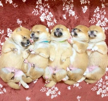 【画像】イッヌが並んで寝てる画像、ガチでかわいいｗｗｗ | 【画像】イッヌが並んで寝てる画像、ガチでかわいいｗｗｗ | 【画像】イッヌが並んで寝てる画像、ガチでかわいいｗｗｗ | 【画像】イッヌが並んで寝てる画像、ガチでかわいいｗｗｗ | 【画像】イッヌが並んで寝てる画像、ガチでかわいいｗｗｗ | 【画像】イッヌが並んで寝てる画像、ガチでかわいいｗｗｗ | 【画像】イッヌが並んで寝てる画像、ガチでかわいいｗｗｗ | やっちまった速報(画像27075315148279_7)