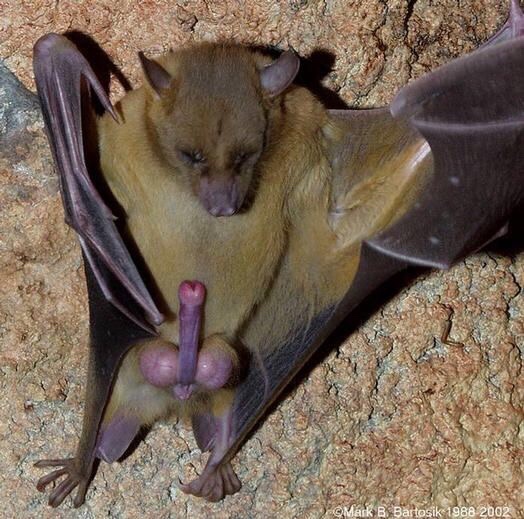 🦇「疲れたなぁ…顔面に乗ったろw」彡(-)(-)→約1ヶ月後に死亡 | 🦇「疲れたなぁ…顔面に乗ったろw」彡(-)(-)→約1ヶ月後に死亡 | 🦇「疲れたなぁ…顔面に乗ったろw」彡(-)(-)→約1ヶ月後に死亡 | 🦇「疲れたなぁ…顔面に乗ったろw」彡(-)(-)→約1ヶ月後に死亡 | 🦇「疲れたなぁ…顔面に乗ったろw」彡(-)(-)→約1ヶ月後に死亡 | 🦇「疲れたなぁ…顔面に乗ったろw」彡(-)(-)→約1ヶ月後に死亡 | 🦇「疲れたなぁ…顔面に乗ったろw」彡(-)(-)→約1ヶ月後に死亡 | 🦇「疲れたなぁ…顔面に乗ったろw」彡(-)(-)→約1ヶ月後に死亡 | 🦇「疲れたなぁ…顔面に乗ったろw」彡(-)(-)→約1ヶ月後に死亡 | 🦇「疲れたなぁ…顔面に乗ったろw」彡(-)(-)→約1ヶ月後に死亡 | やっちまった速報(画像04100438805295_10)