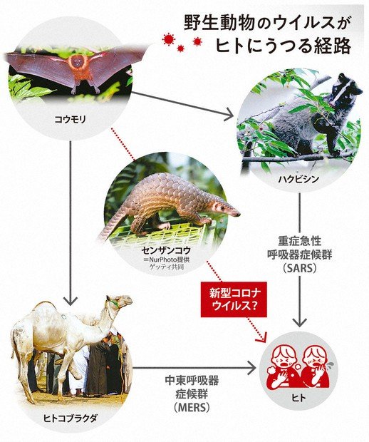 🦇「疲れたなぁ…顔面に乗ったろw」彡(-)(-)→約1ヶ月後に死亡 | 🦇「疲れたなぁ…顔面に乗ったろw」彡(-)(-)→約1ヶ月後に死亡 | やっちまった速報(画像04100435895876_2)