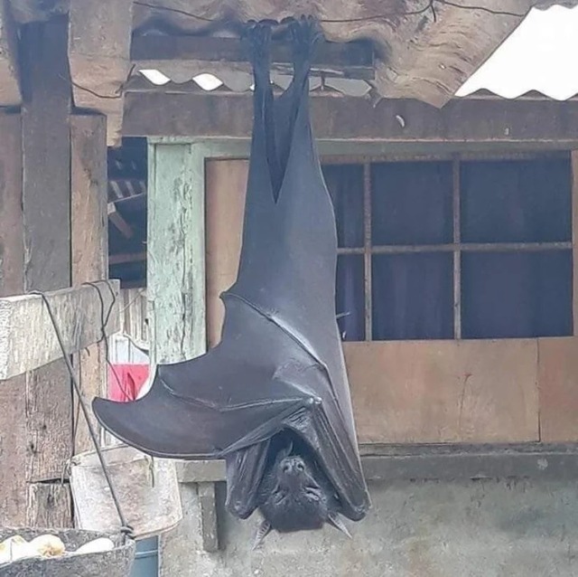 🦇「疲れたなぁ…顔面に乗ったろw」彡(-)(-)→約1ヶ月後に死亡 | 🦇「疲れたなぁ…顔面に乗ったろw」彡(-)(-)→約1ヶ月後に死亡 | 🦇「疲れたなぁ…顔面に乗ったろw」彡(-)(-)→約1ヶ月後に死亡 | やっちまった速報(画像04100436236777_3)