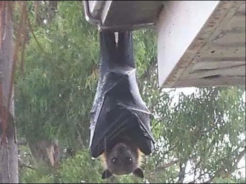 🦇「疲れたなぁ…顔面に乗ったろw」彡(-)(-)→約1ヶ月後に死亡 | 🦇「疲れたなぁ…顔面に乗ったろw」彡(-)(-)→約1ヶ月後に死亡 | 🦇「疲れたなぁ…顔面に乗ったろw」彡(-)(-)→約1ヶ月後に死亡 | 🦇「疲れたなぁ…顔面に乗ったろw」彡(-)(-)→約1ヶ月後に死亡 | 🦇「疲れたなぁ…顔面に乗ったろw」彡(-)(-)→約1ヶ月後に死亡 | やっちまった速報(画像04100436983615_5)