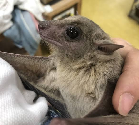 🦇「疲れたなぁ…顔面に乗ったろw」彡(-)(-)→約1ヶ月後に死亡 | 🦇「疲れたなぁ…顔面に乗ったろw」彡(-)(-)→約1ヶ月後に死亡 | 🦇「疲れたなぁ…顔面に乗ったろw」彡(-)(-)→約1ヶ月後に死亡 | 🦇「疲れたなぁ…顔面に乗ったろw」彡(-)(-)→約1ヶ月後に死亡 | 🦇「疲れたなぁ…顔面に乗ったろw」彡(-)(-)→約1ヶ月後に死亡 | 🦇「疲れたなぁ…顔面に乗ったろw」彡(-)(-)→約1ヶ月後に死亡 | 🦇「疲れたなぁ…顔面に乗ったろw」彡(-)(-)→約1ヶ月後に死亡 | やっちまった速報(画像04100437726200_7)