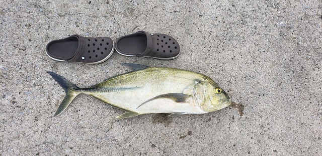 【画像】ルアー釣り始めて2ヶ月やけど大物釣れた! | 【画像】ルアー釣り始めて2ヶ月やけど大物釣れた! | 【画像】ルアー釣り始めて2ヶ月やけど大物釣れた! | 【画像】ルアー釣り始めて2ヶ月やけど大物釣れた! | 【画像】ルアー釣り始めて2ヶ月やけど大物釣れた! | 【画像】ルアー釣り始めて2ヶ月やけど大物釣れた! | 【画像】ルアー釣り始めて2ヶ月やけど大物釣れた! | 【画像】ルアー釣り始めて2ヶ月やけど大物釣れた! | 【画像】ルアー釣り始めて2ヶ月やけど大物釣れた! | 【画像】ルアー釣り始めて2ヶ月やけど大物釣れた! | やっちまった速報(画像05010427880705_10) 【画像】ルアー釣り始めて2ヶ月やけど大物釣れた! | 【画像】ルアー釣り始めて2ヶ月やけど大物釣れた! | 【画像】ルアー釣り始めて2ヶ月やけど大物釣れた! | 【画像】ルアー釣り始めて2ヶ月やけど大物釣れた! | 【画像】ルアー釣り始めて2ヶ月やけど大物釣れた! | 【画像】ルアー釣り始めて2ヶ月やけど大物釣れた! | 【画像】ルアー釣り始めて2ヶ月やけど大物釣れた! | 【画像】ルアー釣り始めて2ヶ月やけど大物釣れた! | 【画像】ルアー釣り始めて2ヶ月やけど大物釣れた! | 【画像】ルアー釣り始めて2ヶ月やけど大物釣れた! | やっちまった速報(画像05010427880705_10)