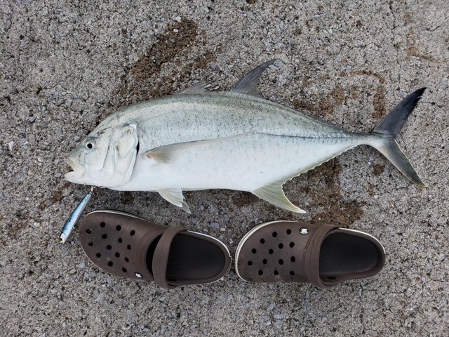【画像】ルアー釣り始めて2ヶ月やけど大物釣れた! | 【画像】ルアー釣り始めて2ヶ月やけど大物釣れた! | 【画像】ルアー釣り始めて2ヶ月やけど大物釣れた! | 【画像】ルアー釣り始めて2ヶ月やけど大物釣れた! | 【画像】ルアー釣り始めて2ヶ月やけど大物釣れた! | 【画像】ルアー釣り始めて2ヶ月やけど大物釣れた! | 【画像】ルアー釣り始めて2ヶ月やけど大物釣れた! | 【画像】ルアー釣り始めて2ヶ月やけど大物釣れた! | 【画像】ルアー釣り始めて2ヶ月やけど大物釣れた! | 【画像】ルアー釣り始めて2ヶ月やけど大物釣れた! | 【画像】ルアー釣り始めて2ヶ月やけど大物釣れた! | やっちまった速報(画像05010428271270_11) 【画像】ルアー釣り始めて2ヶ月やけど大物釣れた! | 【画像】ルアー釣り始めて2ヶ月やけど大物釣れた! | 【画像】ルアー釣り始めて2ヶ月やけど大物釣れた! | 【画像】ルアー釣り始めて2ヶ月やけど大物釣れた! | 【画像】ルアー釣り始めて2ヶ月やけど大物釣れた! | 【画像】ルアー釣り始めて2ヶ月やけど大物釣れた! | 【画像】ルアー釣り始めて2ヶ月やけど大物釣れた! | 【画像】ルアー釣り始めて2ヶ月やけど大物釣れた! | 【画像】ルアー釣り始めて2ヶ月やけど大物釣れた! | 【画像】ルアー釣り始めて2ヶ月やけど大物釣れた! | 【画像】ルアー釣り始めて2ヶ月やけど大物釣れた! | やっちまった速報(画像05010428271270_11)