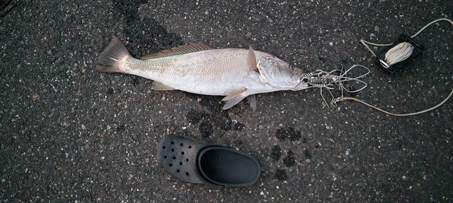 【画像】ルアー釣り始めて2ヶ月やけど大物釣れた! | 【画像】ルアー釣り始めて2ヶ月やけど大物釣れた! | 【画像】ルアー釣り始めて2ヶ月やけど大物釣れた! | 【画像】ルアー釣り始めて2ヶ月やけど大物釣れた! | 【画像】ルアー釣り始めて2ヶ月やけど大物釣れた! | 【画像】ルアー釣り始めて2ヶ月やけど大物釣れた! | 【画像】ルアー釣り始めて2ヶ月やけど大物釣れた! | 【画像】ルアー釣り始めて2ヶ月やけど大物釣れた! | 【画像】ルアー釣り始めて2ヶ月やけど大物釣れた! | 【画像】ルアー釣り始めて2ヶ月やけど大物釣れた! | 【画像】ルアー釣り始めて2ヶ月やけど大物釣れた! | 【画像】ルアー釣り始めて2ヶ月やけど大物釣れた! | 【画像】ルアー釣り始めて2ヶ月やけど大物釣れた! | やっちまった速報(画像05010429027367_13) 【画像】ルアー釣り始めて2ヶ月やけど大物釣れた! | 【画像】ルアー釣り始めて2ヶ月やけど大物釣れた! | 【画像】ルアー釣り始めて2ヶ月やけど大物釣れた! | 【画像】ルアー釣り始めて2ヶ月やけど大物釣れた! | 【画像】ルアー釣り始めて2ヶ月やけど大物釣れた! | 【画像】ルアー釣り始めて2ヶ月やけど大物釣れた! | 【画像】ルアー釣り始めて2ヶ月やけど大物釣れた! | 【画像】ルアー釣り始めて2ヶ月やけど大物釣れた! | 【画像】ルアー釣り始めて2ヶ月やけど大物釣れた! | 【画像】ルアー釣り始めて2ヶ月やけど大物釣れた! | 【画像】ルアー釣り始めて2ヶ月やけど大物釣れた! | 【画像】ルアー釣り始めて2ヶ月やけど大物釣れた! | 【画像】ルアー釣り始めて2ヶ月やけど大物釣れた! | やっちまった速報(画像05010429027367_13)