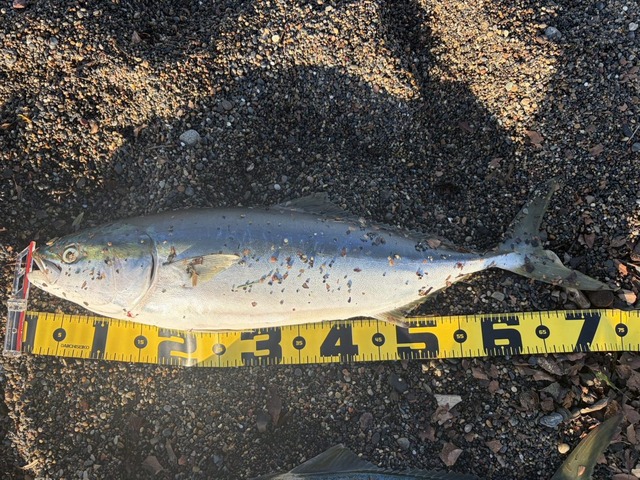 【画像】ルアー釣り始めて2ヶ月やけど大物釣れた! | 【画像】ルアー釣り始めて2ヶ月やけど大物釣れた! | 【画像】ルアー釣り始めて2ヶ月やけど大物釣れた! | 【画像】ルアー釣り始めて2ヶ月やけど大物釣れた! | やっちまった速報(画像05010425807011_4) 【画像】ルアー釣り始めて2ヶ月やけど大物釣れた! | 【画像】ルアー釣り始めて2ヶ月やけど大物釣れた! | 【画像】ルアー釣り始めて2ヶ月やけど大物釣れた! | 【画像】ルアー釣り始めて2ヶ月やけど大物釣れた! | やっちまった速報(画像05010425807011_4)