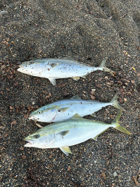 【画像】ルアー釣り始めて2ヶ月やけど大物釣れた! | 【画像】ルアー釣り始めて2ヶ月やけど大物釣れた! | 【画像】ルアー釣り始めて2ヶ月やけど大物釣れた! | 【画像】ルアー釣り始めて2ヶ月やけど大物釣れた! | 【画像】ルアー釣り始めて2ヶ月やけど大物釣れた! | 【画像】ルアー釣り始めて2ヶ月やけど大物釣れた! | やっちまった速報(画像05010426559813_6) 【画像】ルアー釣り始めて2ヶ月やけど大物釣れた! | 【画像】ルアー釣り始めて2ヶ月やけど大物釣れた! | 【画像】ルアー釣り始めて2ヶ月やけど大物釣れた! | 【画像】ルアー釣り始めて2ヶ月やけど大物釣れた! | 【画像】ルアー釣り始めて2ヶ月やけど大物釣れた! | 【画像】ルアー釣り始めて2ヶ月やけど大物釣れた! | やっちまった速報(画像05010426559813_6)