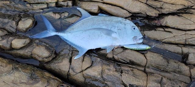【画像】ルアー釣り始めて2ヶ月やけど大物釣れた! | 【画像】ルアー釣り始めて2ヶ月やけど大物釣れた! | 【画像】ルアー釣り始めて2ヶ月やけど大物釣れた! | 【画像】ルアー釣り始めて2ヶ月やけど大物釣れた! | 【画像】ルアー釣り始めて2ヶ月やけど大物釣れた! | 【画像】ルアー釣り始めて2ヶ月やけど大物釣れた! | 【画像】ルアー釣り始めて2ヶ月やけど大物釣れた! | 【画像】ルアー釣り始めて2ヶ月やけど大物釣れた! | やっちまった速報(画像05010427234980_8) 【画像】ルアー釣り始めて2ヶ月やけど大物釣れた! | 【画像】ルアー釣り始めて2ヶ月やけど大物釣れた! | 【画像】ルアー釣り始めて2ヶ月やけど大物釣れた! | 【画像】ルアー釣り始めて2ヶ月やけど大物釣れた! | 【画像】ルアー釣り始めて2ヶ月やけど大物釣れた! | 【画像】ルアー釣り始めて2ヶ月やけど大物釣れた! | 【画像】ルアー釣り始めて2ヶ月やけど大物釣れた! | 【画像】ルアー釣り始めて2ヶ月やけど大物釣れた! | やっちまった速報(画像05010427234980_8)