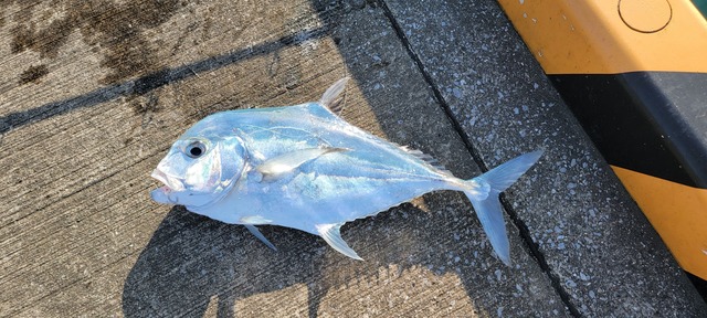 【画像】ルアー釣り始めて2ヶ月やけど大物釣れた! | 【画像】ルアー釣り始めて2ヶ月やけど大物釣れた! | 【画像】ルアー釣り始めて2ヶ月やけど大物釣れた! | 【画像】ルアー釣り始めて2ヶ月やけど大物釣れた! | 【画像】ルアー釣り始めて2ヶ月やけど大物釣れた! | 【画像】ルアー釣り始めて2ヶ月やけど大物釣れた! | 【画像】ルアー釣り始めて2ヶ月やけど大物釣れた! | 【画像】ルアー釣り始めて2ヶ月やけど大物釣れた! | 【画像】ルアー釣り始めて2ヶ月やけど大物釣れた! | やっちまった速報(画像05010427545491_9) 【画像】ルアー釣り始めて2ヶ月やけど大物釣れた! | 【画像】ルアー釣り始めて2ヶ月やけど大物釣れた! | 【画像】ルアー釣り始めて2ヶ月やけど大物釣れた! | 【画像】ルアー釣り始めて2ヶ月やけど大物釣れた! | 【画像】ルアー釣り始めて2ヶ月やけど大物釣れた! | 【画像】ルアー釣り始めて2ヶ月やけど大物釣れた! | 【画像】ルアー釣り始めて2ヶ月やけど大物釣れた! | 【画像】ルアー釣り始めて2ヶ月やけど大物釣れた! | 【画像】ルアー釣り始めて2ヶ月やけど大物釣れた! | やっちまった速報(画像05010427545491_9)