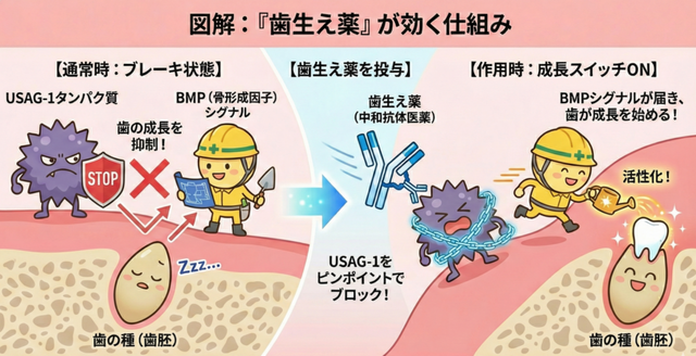 全人類待望の歯生え薬、ガチで実現間近www | 全人類待望の歯生え薬、ガチで実現間近www | やっちまった速報(画像06090420407641_2) 全人類待望の歯生え薬、ガチで実現間近www | 全人類待望の歯生え薬、ガチで実現間近www | やっちまった速報(画像06090420407641_2)