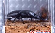 【悲報】カブトムシさん、ボコボコにされてしまうｗｗｗｗｗ | 【悲報】カブトムシさん、ボコボコにされてしまうｗｗｗｗｗ | やっちまった速報(18030451562149_2)