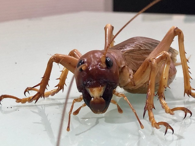 【悲報】カブトムシさん、ボコボコにされてしまうｗｗｗｗｗ | 【悲報】カブトムシさん、ボコボコにされてしまうｗｗｗｗｗ | 【悲報】カブトムシさん、ボコボコにされてしまうｗｗｗｗｗ | やっちまった速報(18030451879841_3)