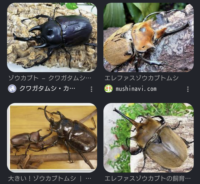 【悲報】カブトムシさん、ボコボコにされてしまうｗｗｗｗｗ | 【悲報】カブトムシさん、ボコボコにされてしまうｗｗｗｗｗ | 【悲報】カブトムシさん、ボコボコにされてしまうｗｗｗｗｗ | 【悲報】カブトムシさん、ボコボコにされてしまうｗｗｗｗｗ | やっちまった速報(18030452293519_4)